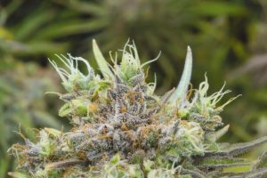 Trichomes-Kirsten-BOAZ-July 29 2019-3055_68A3055