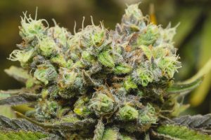 Trichomes-Kirsten-BOAZ-July 29 2019-3068_68A3068