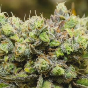 Trichomes-Kirsten-BOAZ-July 29 2019-3068_68A3068